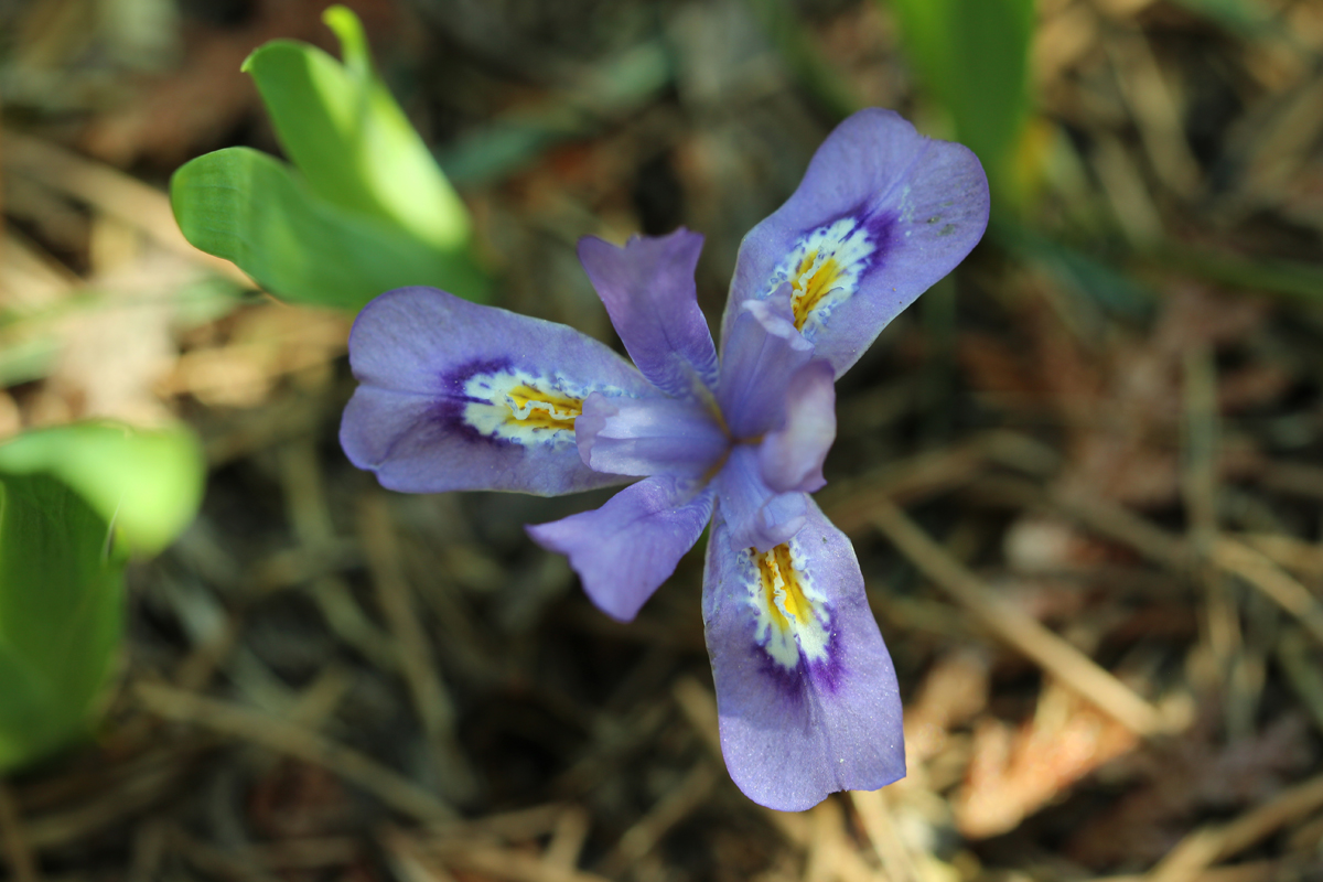 Dwarf Lake Iris