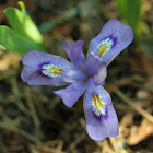 Dwarf Lake Iris