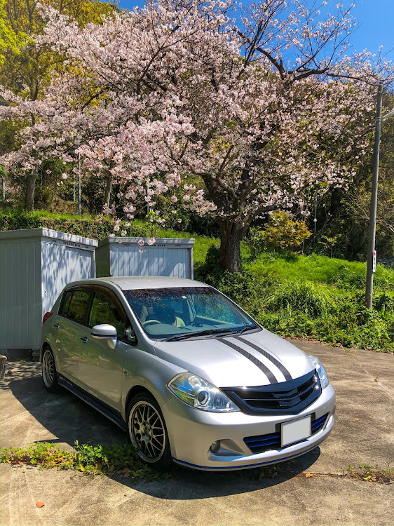 ティーダの桜と愛車・桜・沼津御用邸記念公園に関するカスタム事例の投稿画像4枚目