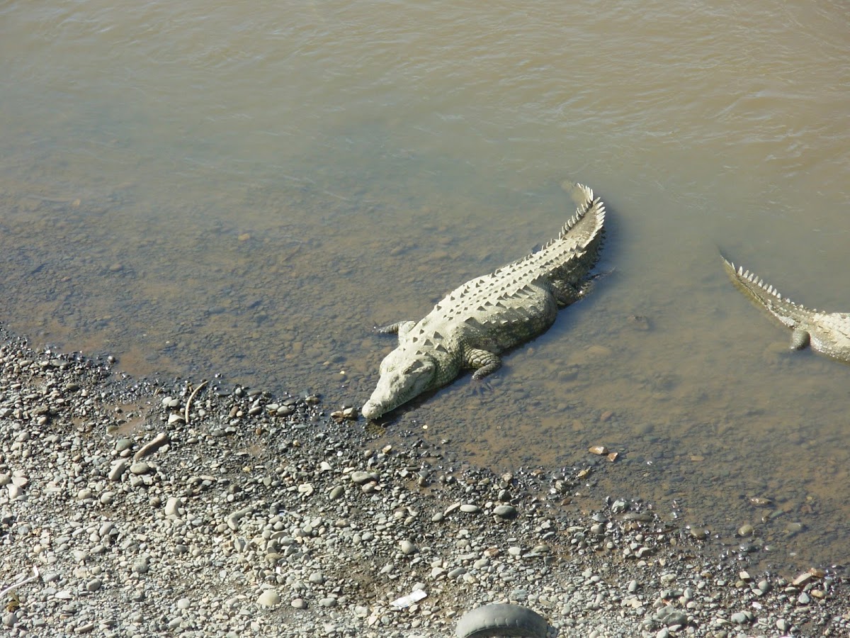 crocodile