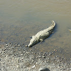 crocodile