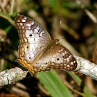 White Peacock