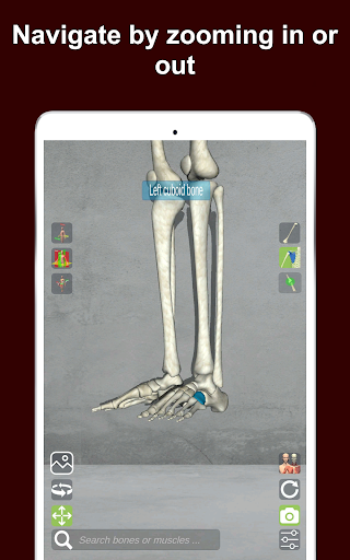 Corporis Anatomy  Interactive 3D Human Body Atlas
