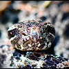 Dusky pigmy rattlesnake