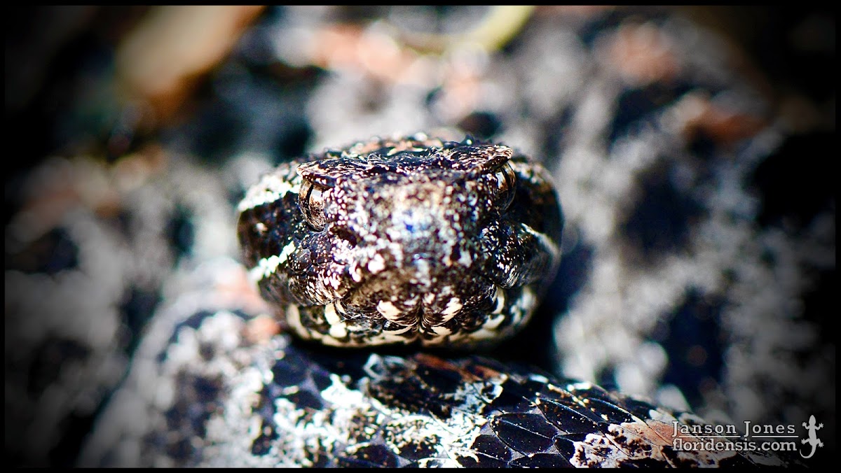 Dusky pigmy rattlesnake