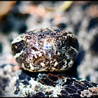 Dusky pigmy rattlesnake