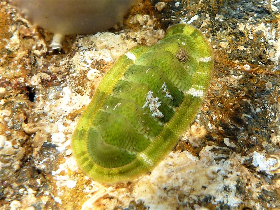 Chiton