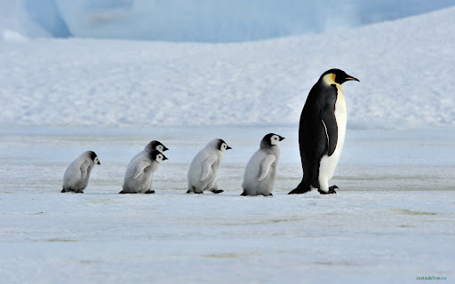 Penguins