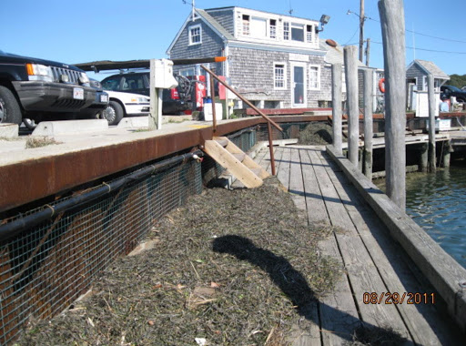 seaweed and debris left behind by IRENE