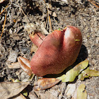 Bolete