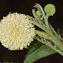 Vachellia pachyphloia