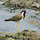 Red-wattled lapwing