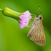 Pasture Skipper