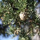 Mediterranean cypress