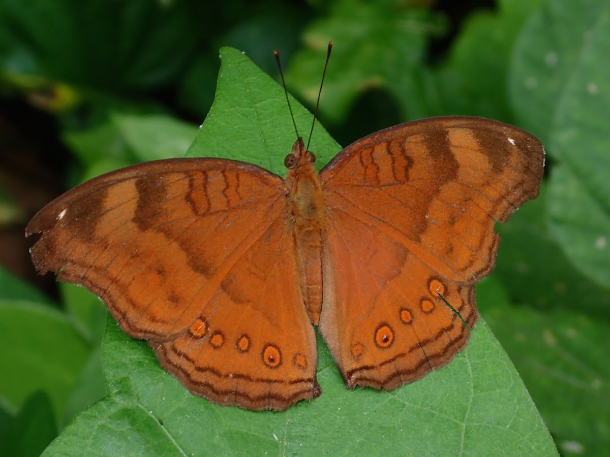 Brown Pansy