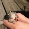 Gray Tree Frog