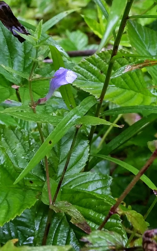 Marsh Skullcap