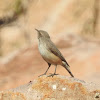 Rock Wren