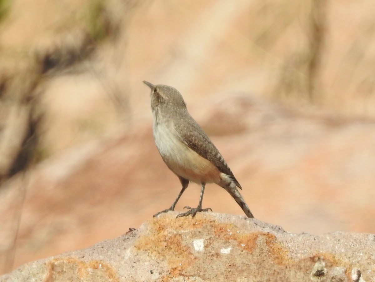 Rock Wren