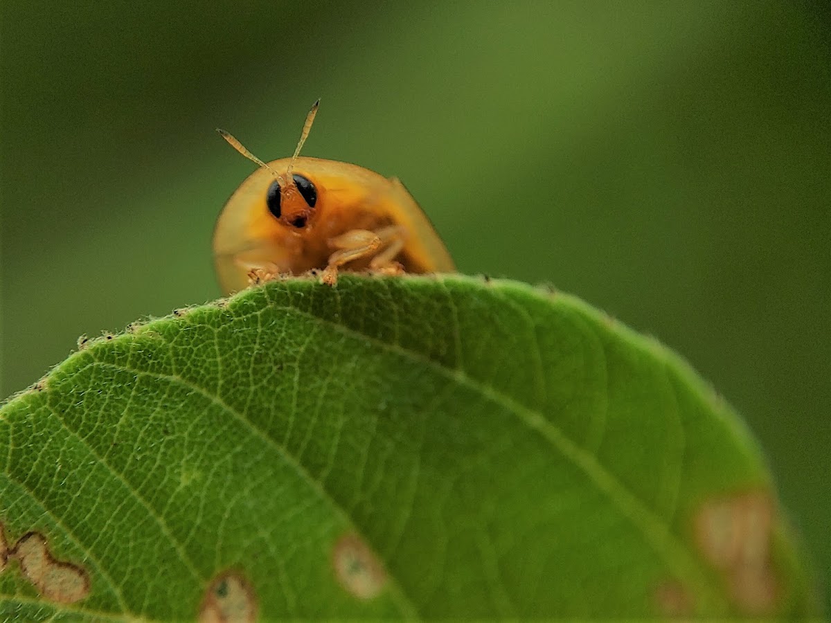 tortoise beetles