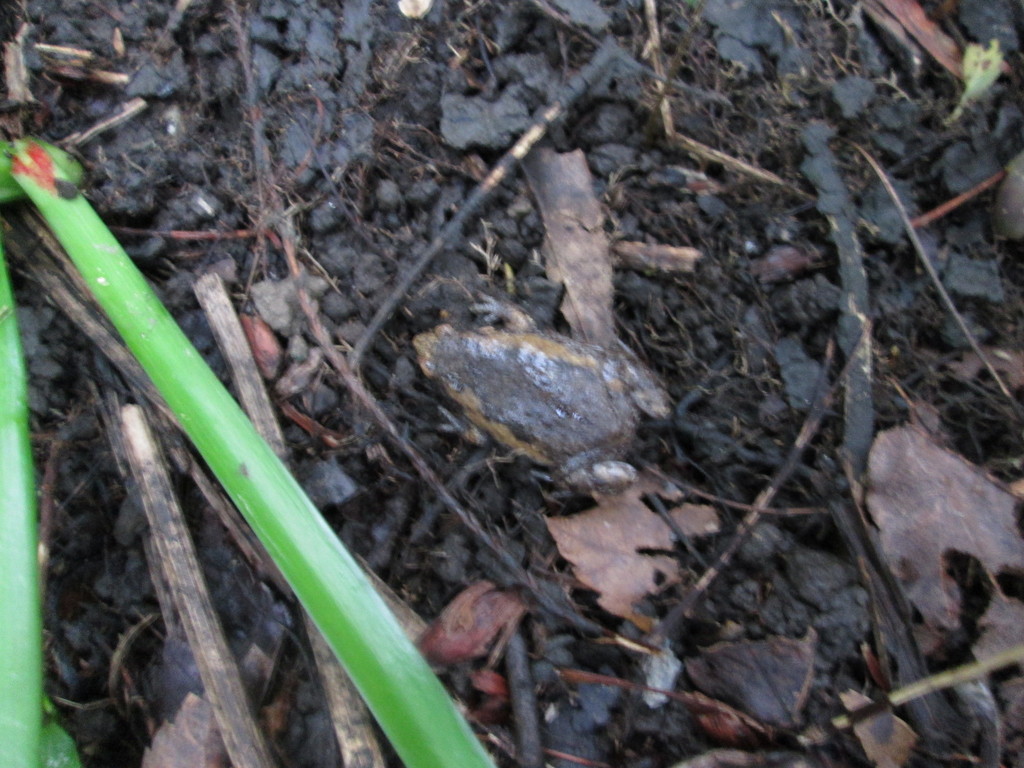 Eastern Narrow-mouthed Toad