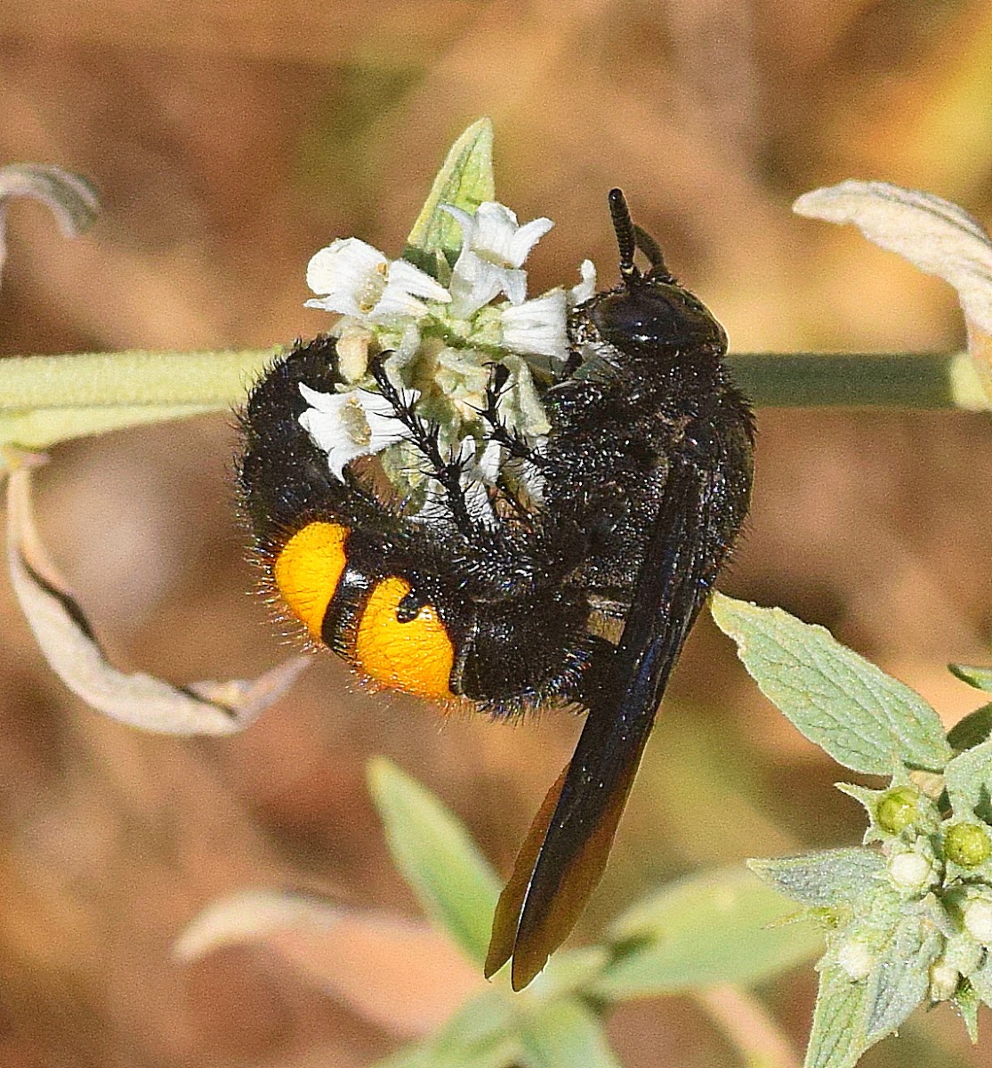 Hairy Flower Wasp