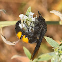 Hairy Flower Wasp