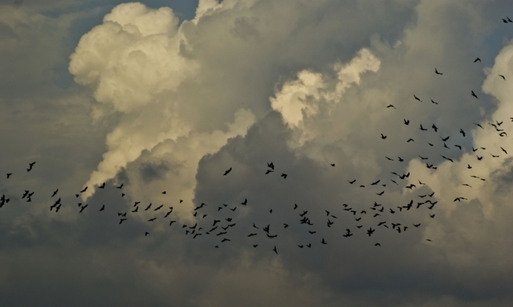 VOLO VERSO LA TEMPESTA di Tiziana Detoni