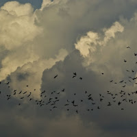 VOLO VERSO LA TEMPESTA di 