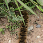 Woolly Bear Caterpillar