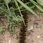 Woolly Bear Caterpillar