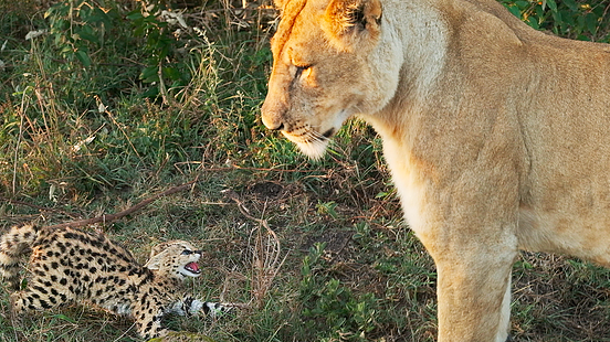 A serval kitten lost its fight against a lioness in the Maasai Mara National Reserve in Kenya.