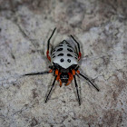 Orbweb Spider