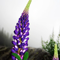 fiori di montagna di 