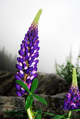 fiori di montagna di gianlucascarpari