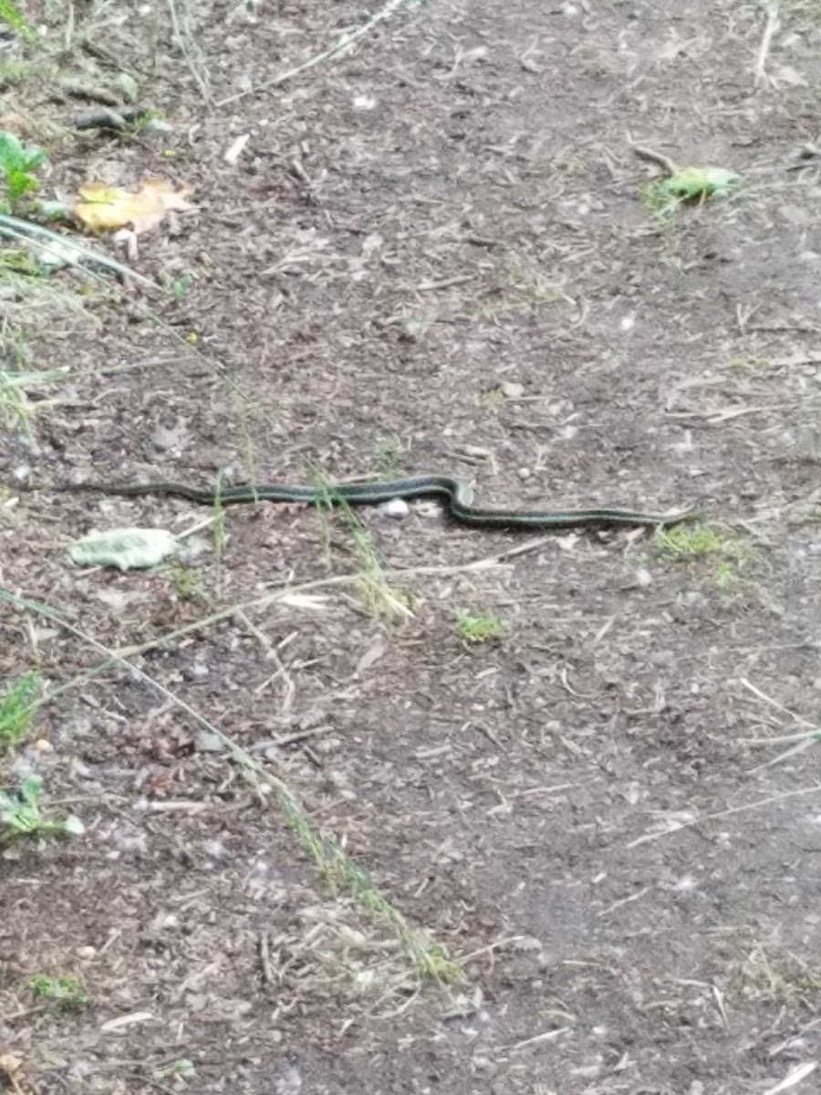 Common Garter Snake