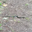 Common Garter Snake