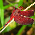 Red dragonfly.Red-veined darter