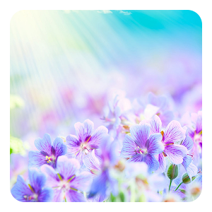 Summer Flowers LWP.apk 2.0