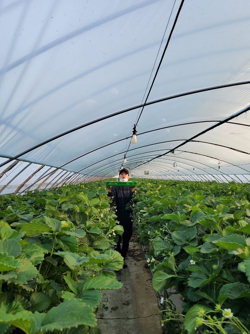 Suga with strawberries in Jin's uncle Strawberry farm