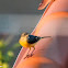 Grey Wagtail; Lavandera Cascadeña