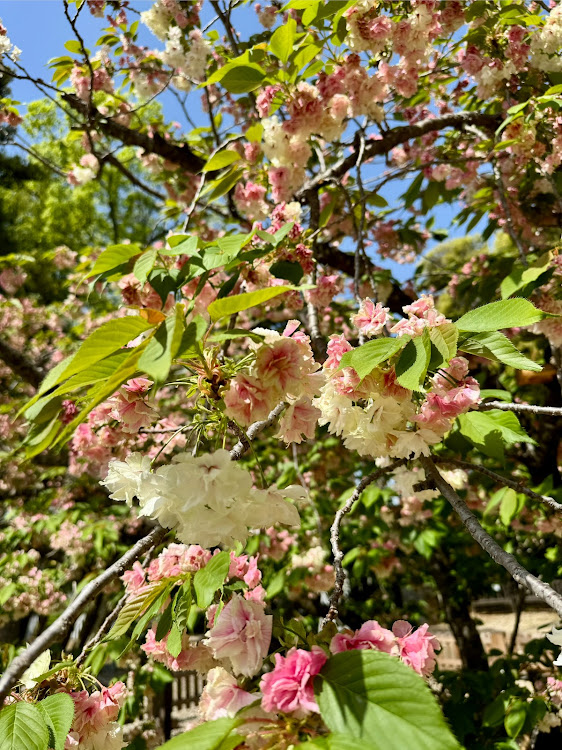 ムーヴキャンバスのサクラと愛車・サクラ巡り・桜とコラボ・鬱金桜がピンクに変色に関するカスタム事例の投稿画像14枚目