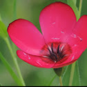 Scarlet Flax