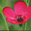 Scarlet Flax