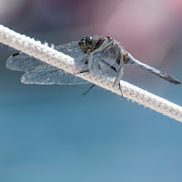 Aspirante skipper di 