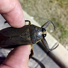 Giant Water Bug