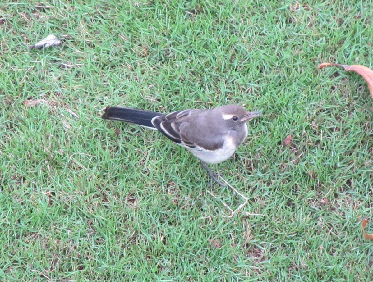 White-browed Wagtail - (female/immature)