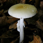 Small Funnel-Veil Amanita