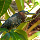 Green heron