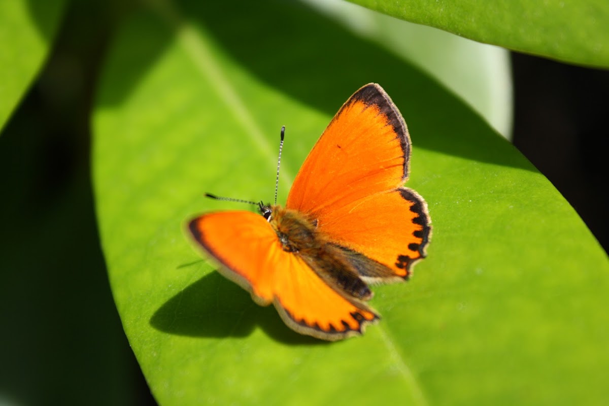 Scarce Copper